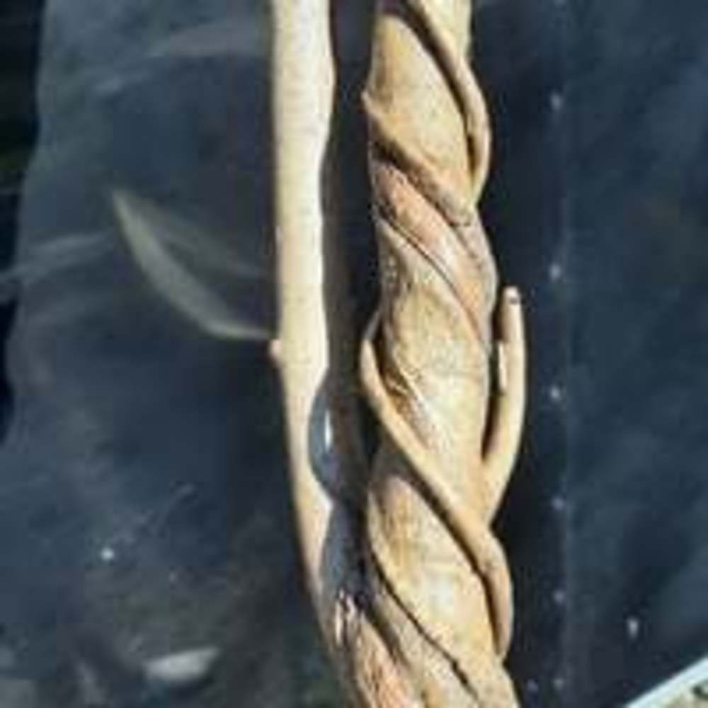 Conjoined walking stick
